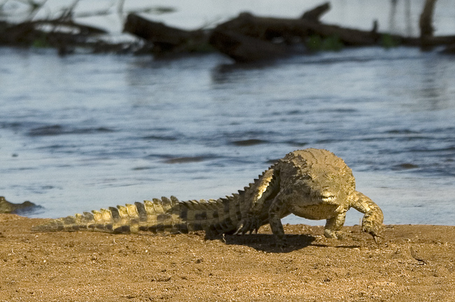 Crocodile on the river bank