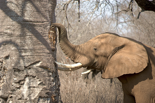 Elephant feeding on baobab tree
