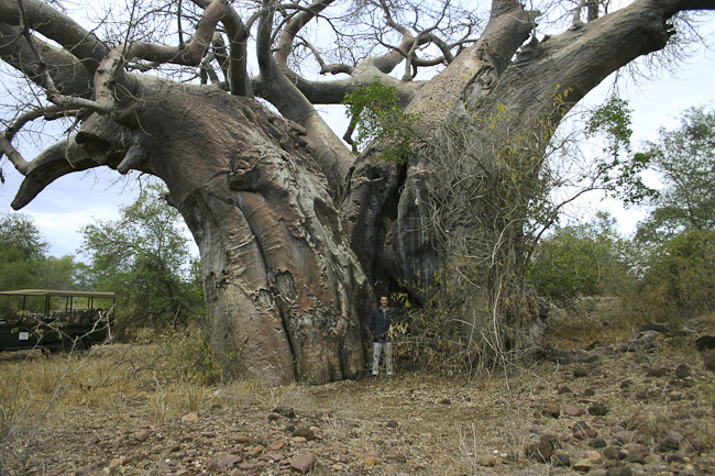 Huge baobab tree at Pafuri camp