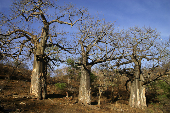 Baobab trees at Pafuri