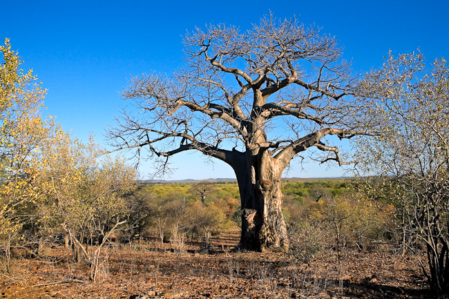 Baobab near Pafuri