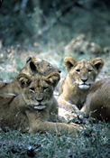 Lion youngsters