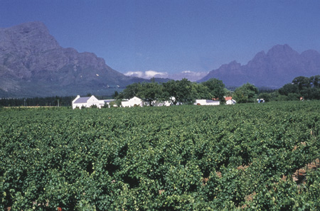 Môreson Wine Farm, Franschhoek, South Africa