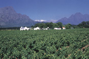 Môreson Wine Farm, Franschhoek, South Africa