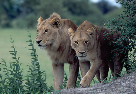 Lions at MalaMala
