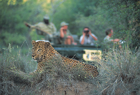 Leopard at MalaMala