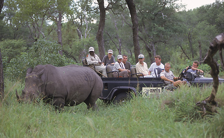 White Rhino at MalaMala