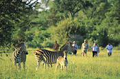 Walking safari at MalaMala