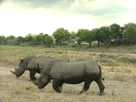 White Rhinos in front of camp