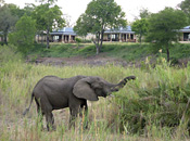 Elephant at camp 