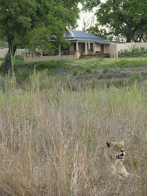 Lioness and guest suite