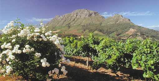 Stellenbosch vineyards and Simonsberg Mountains