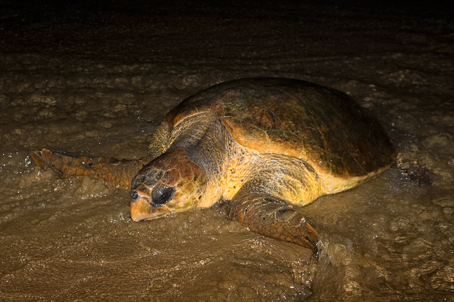 Loggerhead turtle coming ashore to lay eggs
