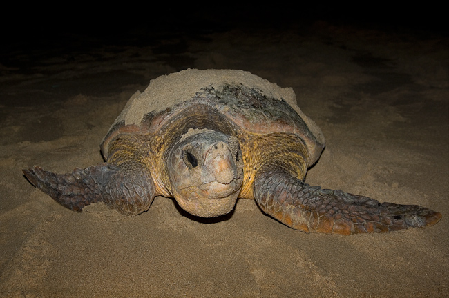 Loggerhead turtle coming ashore to lay eggs