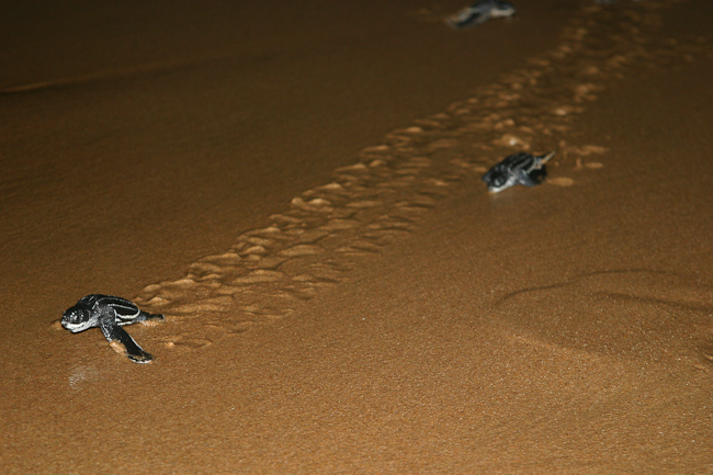 Leatherback turtle hatchlings