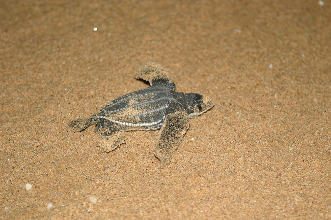 Leatherback turtle hatchling