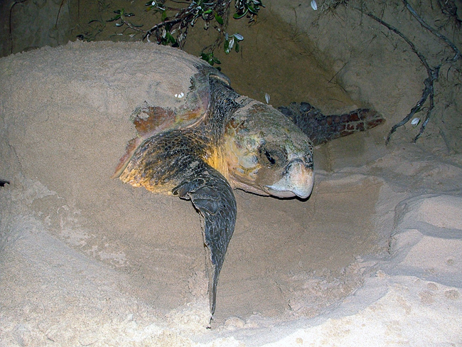 Loggerhead Turtle nesting at Rocktail Bay