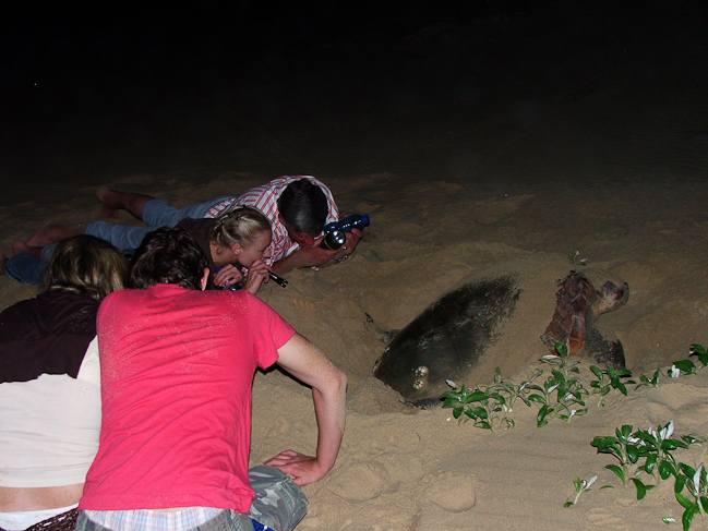 Watching a turtle laying eggs in the sand