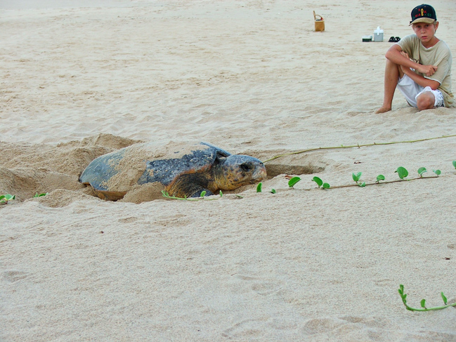 Loggerhead turtle laying eggs