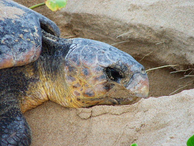 Loggerhead turtle laying eggs
