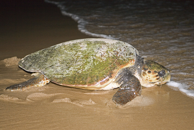 Loggerhead Turtle returning to the sea