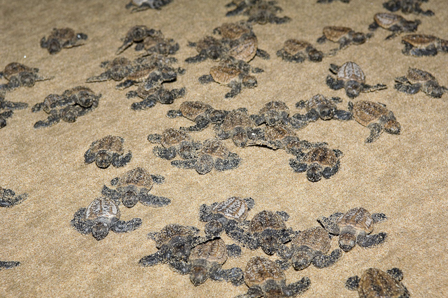 Turtle hatchlings headed for the sea