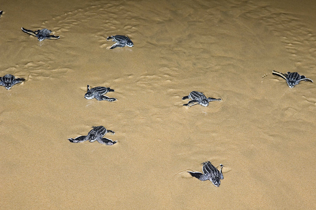 Leatherback hatchlings head to the sea