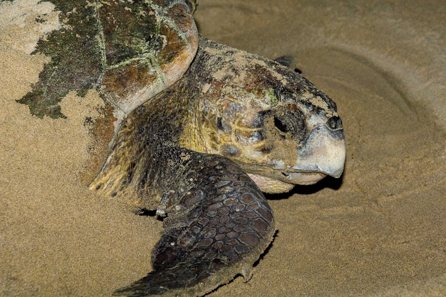 Loggerhead turtle ashore to nest