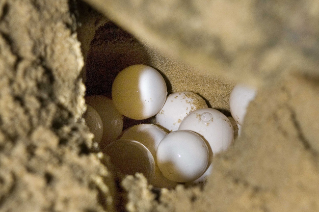 Turtle eggs being laid in the sand
