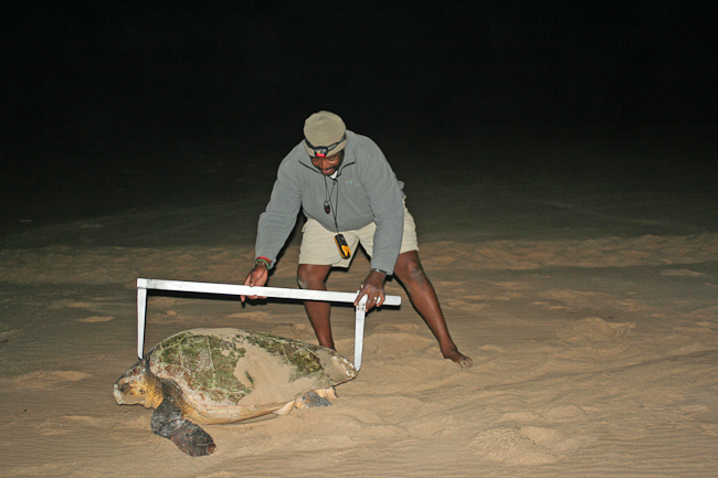Taking turtle measurements