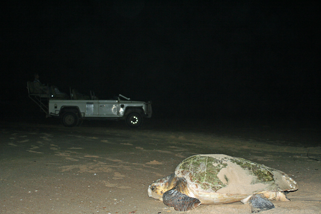 Loggerhead turtle on shore to nest
