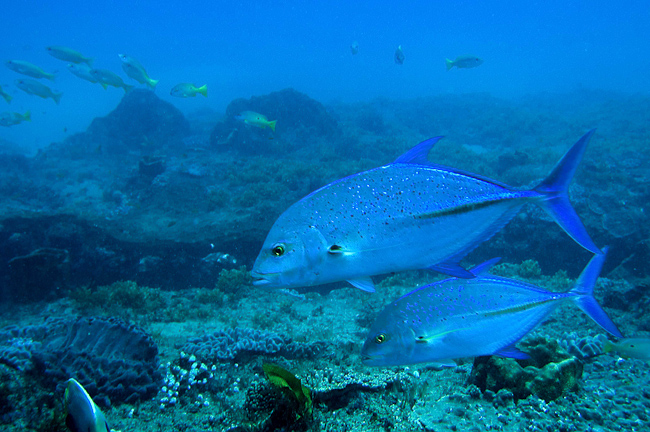 Blue-spotted Kingfishes