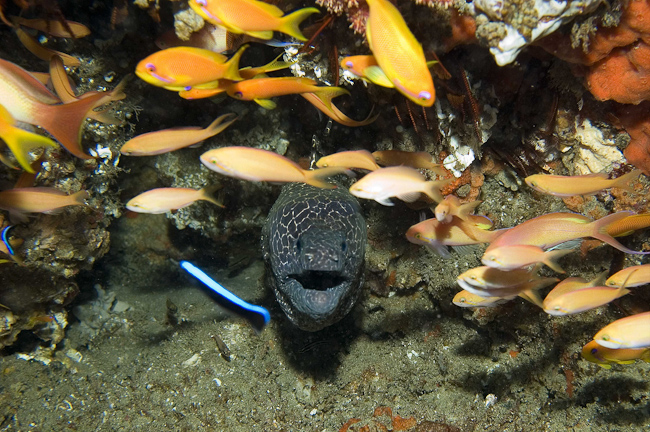 Moray eel with Sea Goldies and Cleaner Wrasse