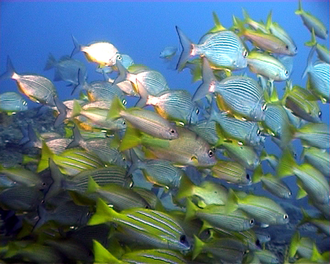 Blue-lined Snappers