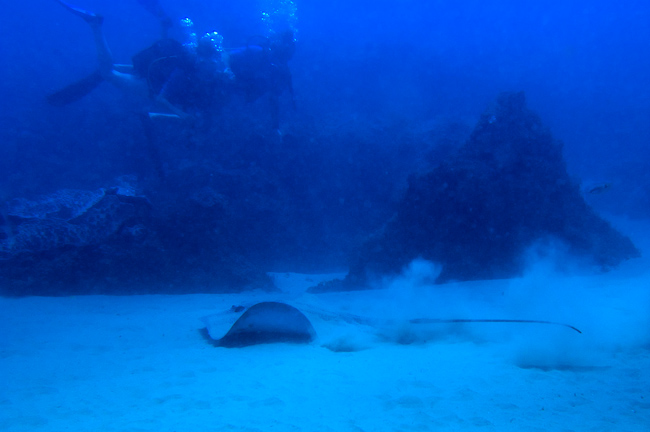 Stingray and divers
