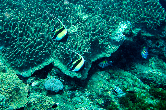 Coachmanfishes and coral