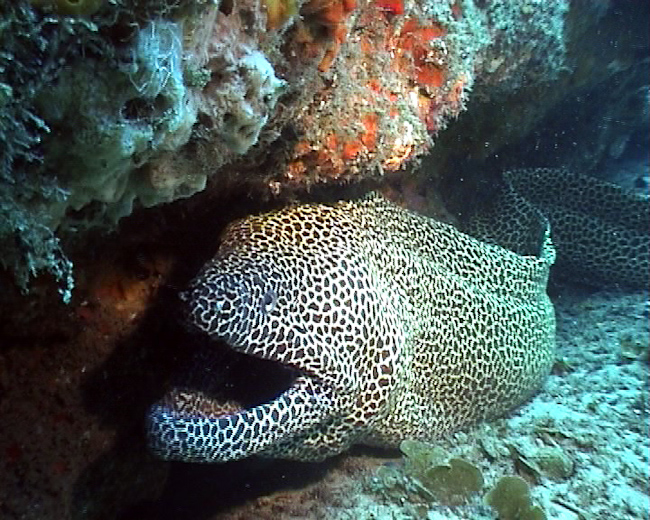 Honeycomb Moray eel