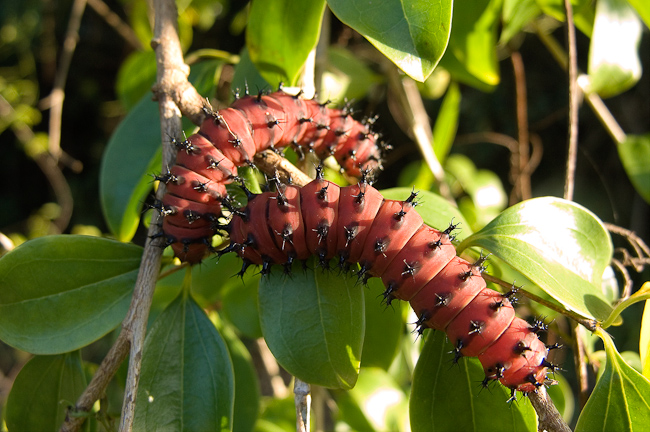 Colorful caterpillars