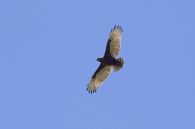 Brown Snake-eagle
