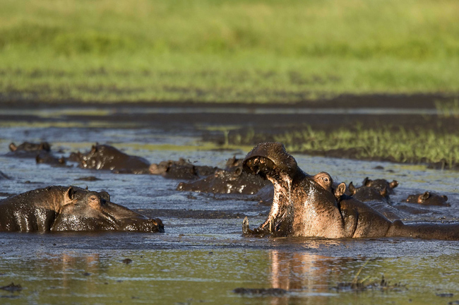 Hippos at the hippo pool