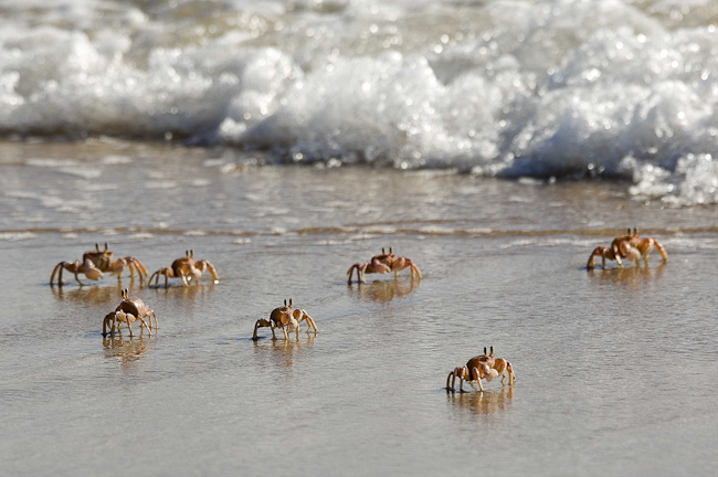 Ghost crabs