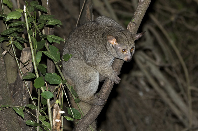 Galago or Thick-tailed Bushbaby