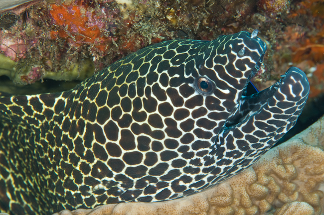 Honeycomb Moray eel