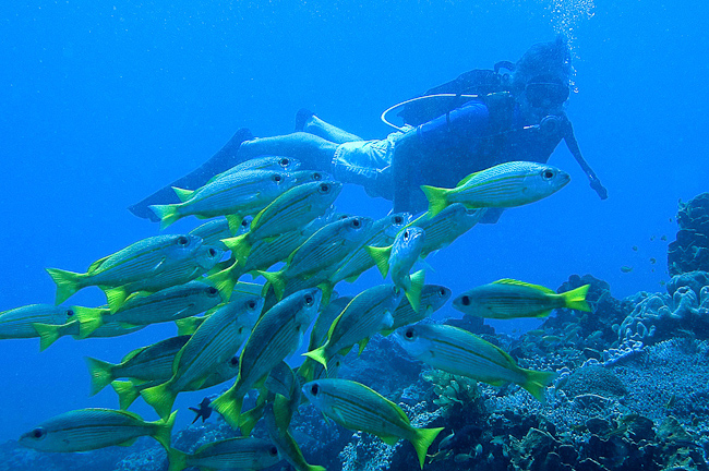 Diving with snappers