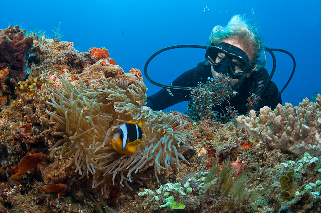 Diver and Sebae Clownfish