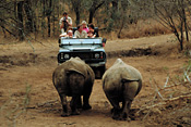 White Rhinos in Hluhluwe Game Reserve