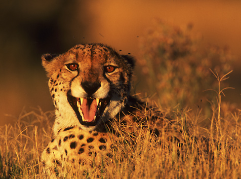 Male Cheetah calling, Royal Malewane, Thornybush Game Reserve, South Africa