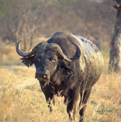 African Buffalo, Royal Malewane, Thornybush Reserve