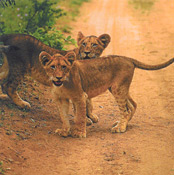Lion cubs, Royal Malewane, Thornybush Reserve