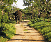 Elephant, Royal Malewane, Thornybush Reserve